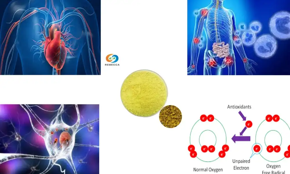 Baicalein Powder Guide: Specs, Applications & Buying Tips